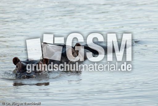 Flusspferd (24 von 104).jpg